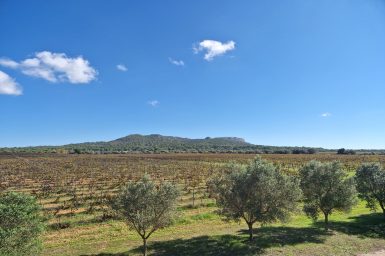 Ausblick auf die Weinfelder